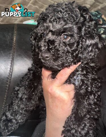 Purebred toy poodle puppies QUICK SALE