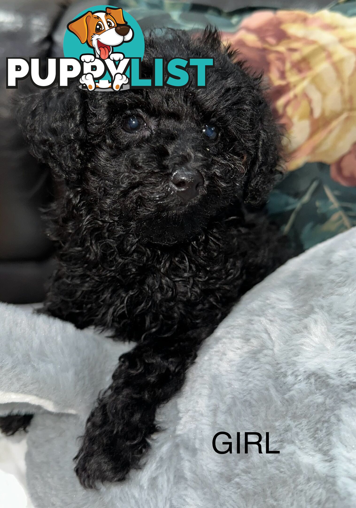 Purebred toy poodle puppies QUICK SALE