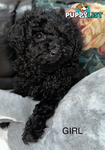Purebred toy poodle puppies QUICK SALE