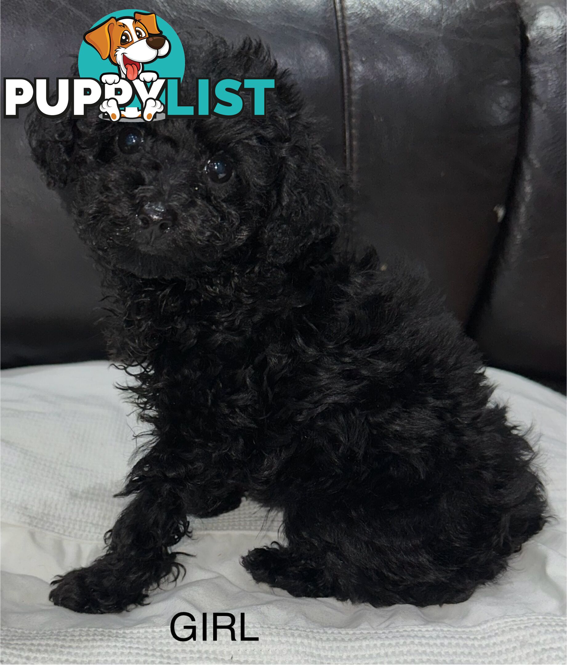 Purebred toy poodle puppies QUICK SALE