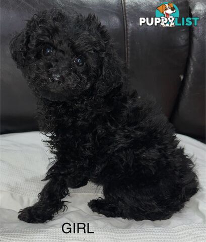 Purebred toy poodle puppies QUICK SALE
