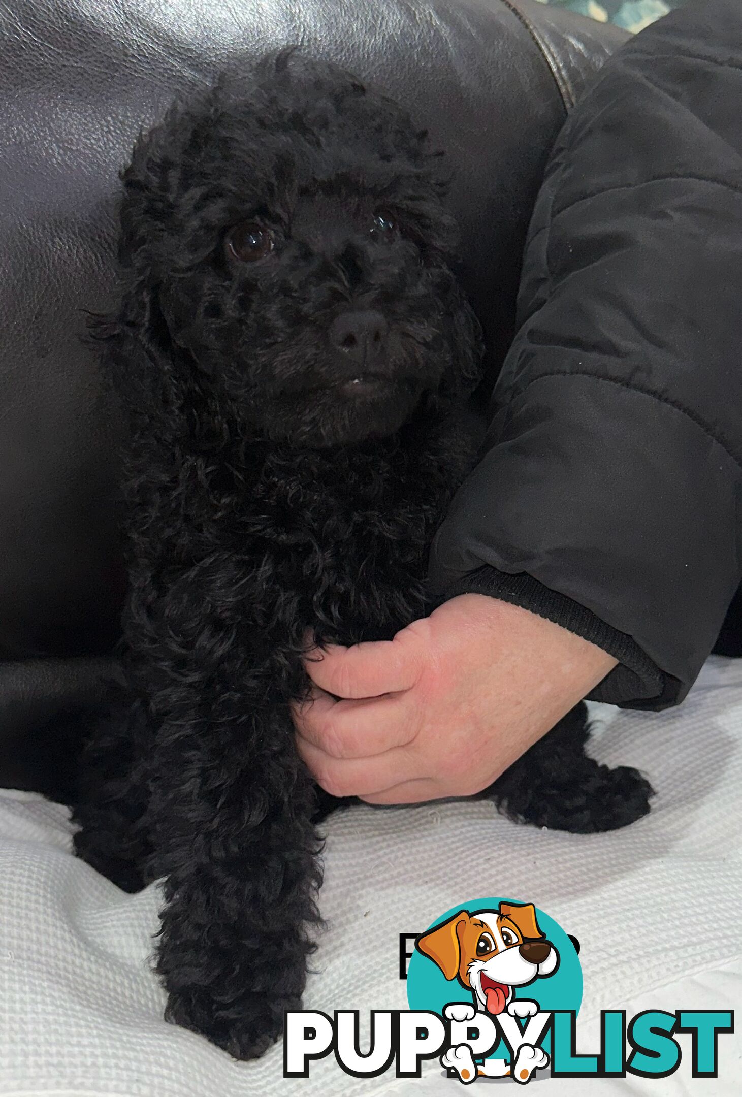 Purebred toy poodle puppies QUICK SALE