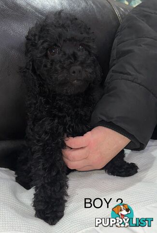 Purebred toy poodle puppies QUICK SALE