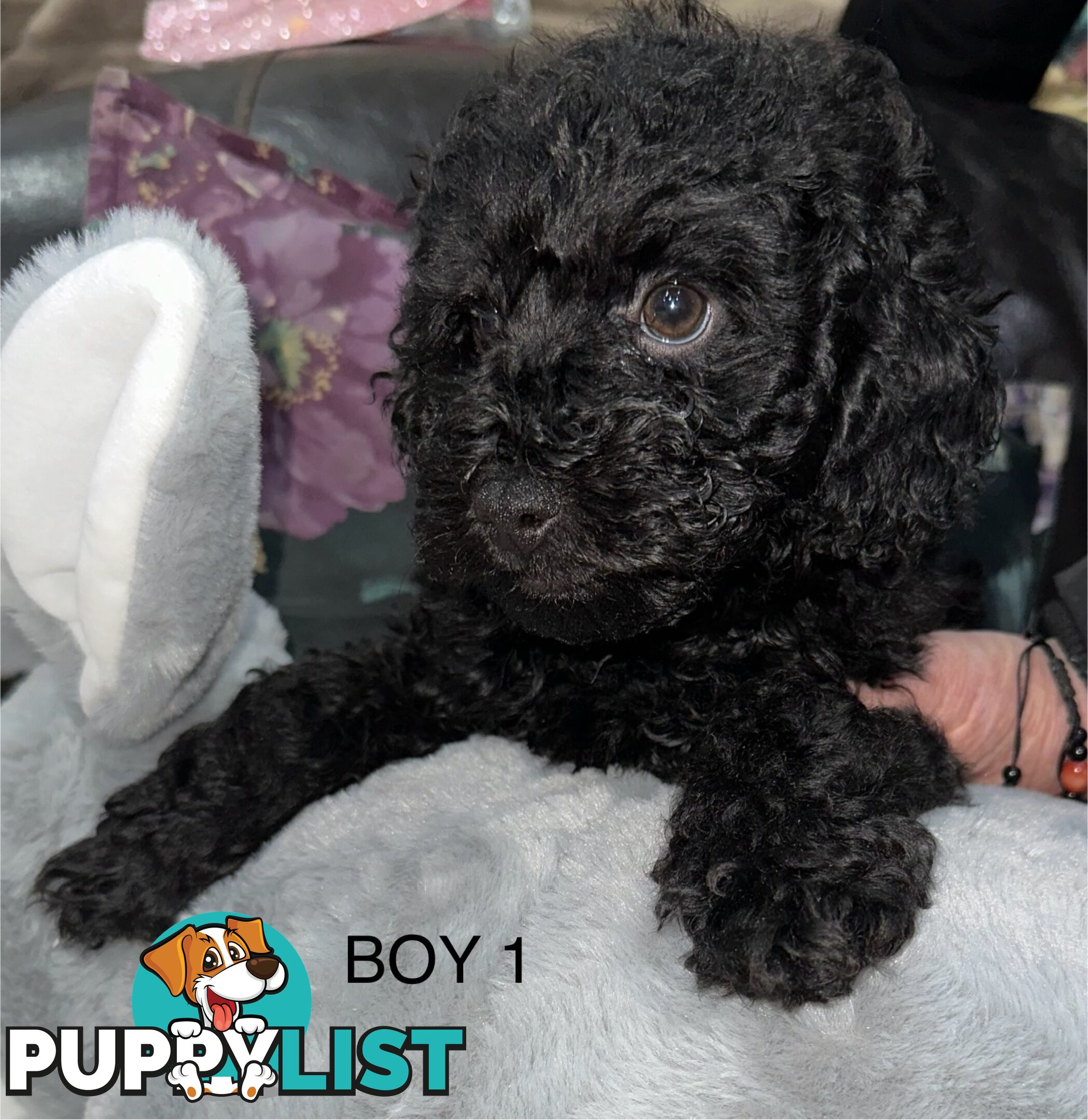 Purebred toy poodle puppies QUICK SALE