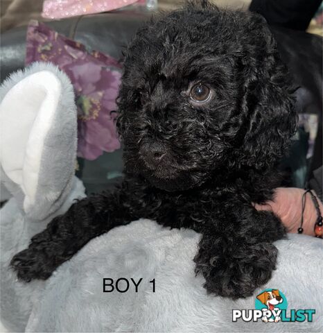 Purebred toy poodle puppies QUICK SALE
