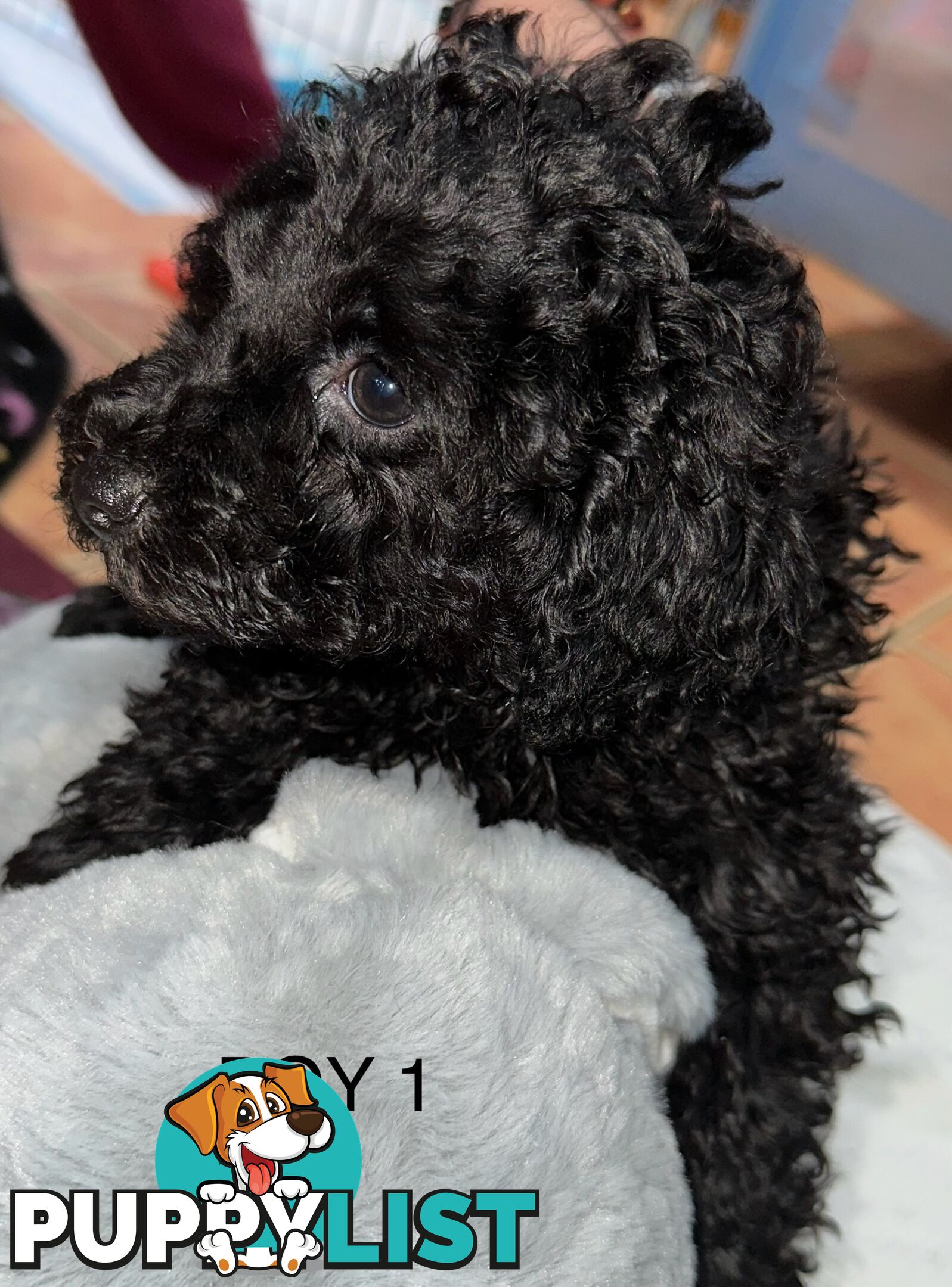 Purebred toy poodle puppies QUICK SALE
