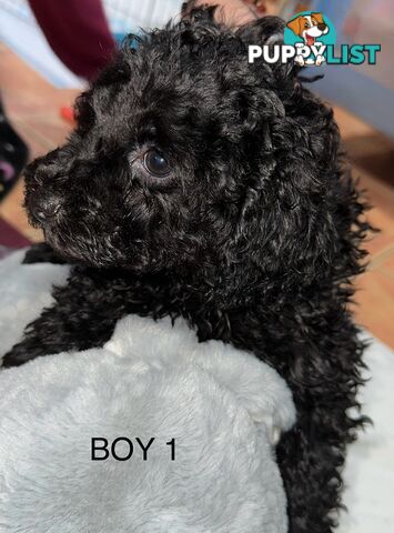 Purebred toy poodle puppies QUICK SALE