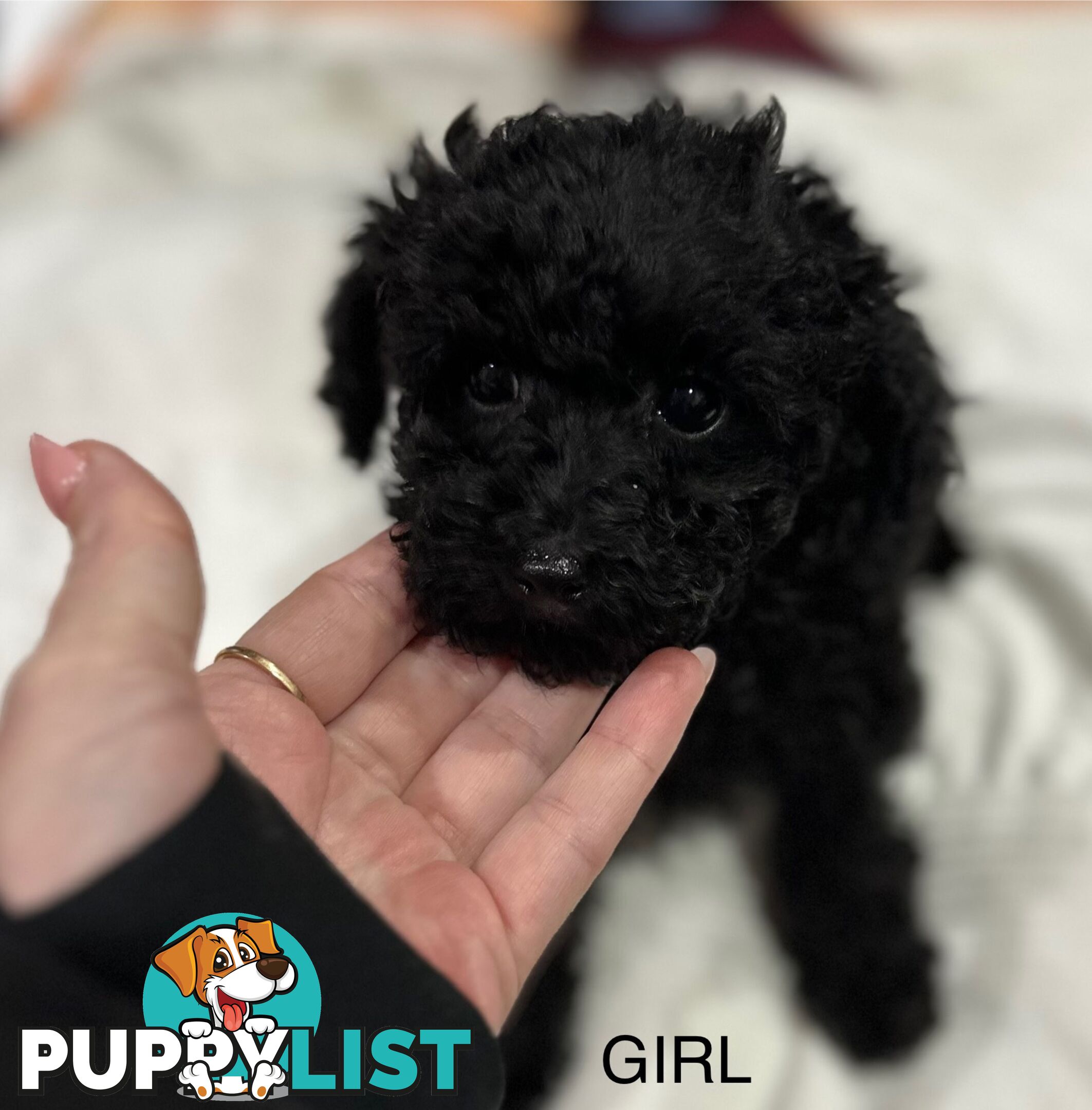 Purebred toy poodle puppies QUICK SALE