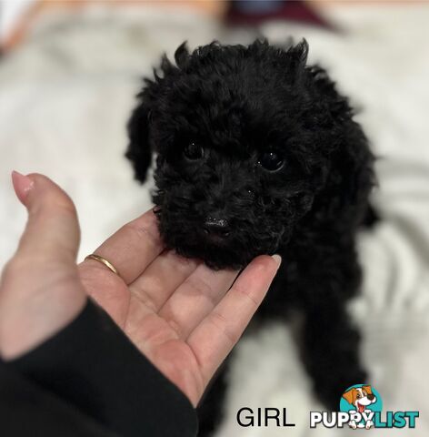 Purebred toy poodle puppies QUICK SALE