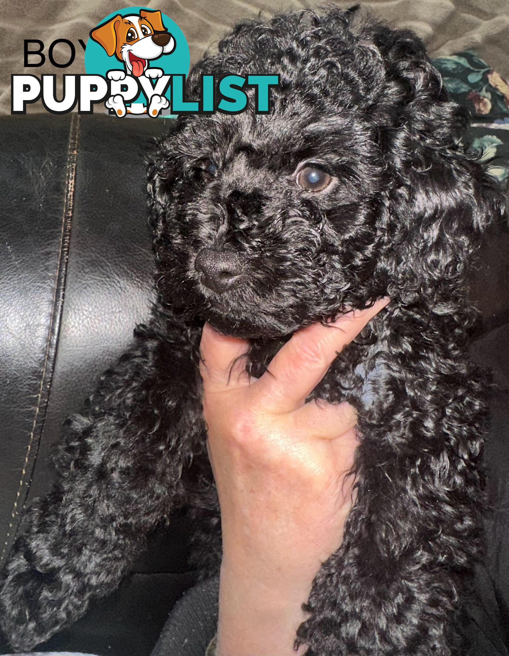 Purebred toy poodle puppies QUICK SALE