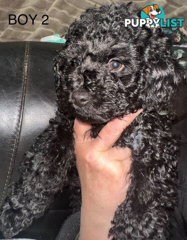Purebred toy poodle puppies QUICK SALE