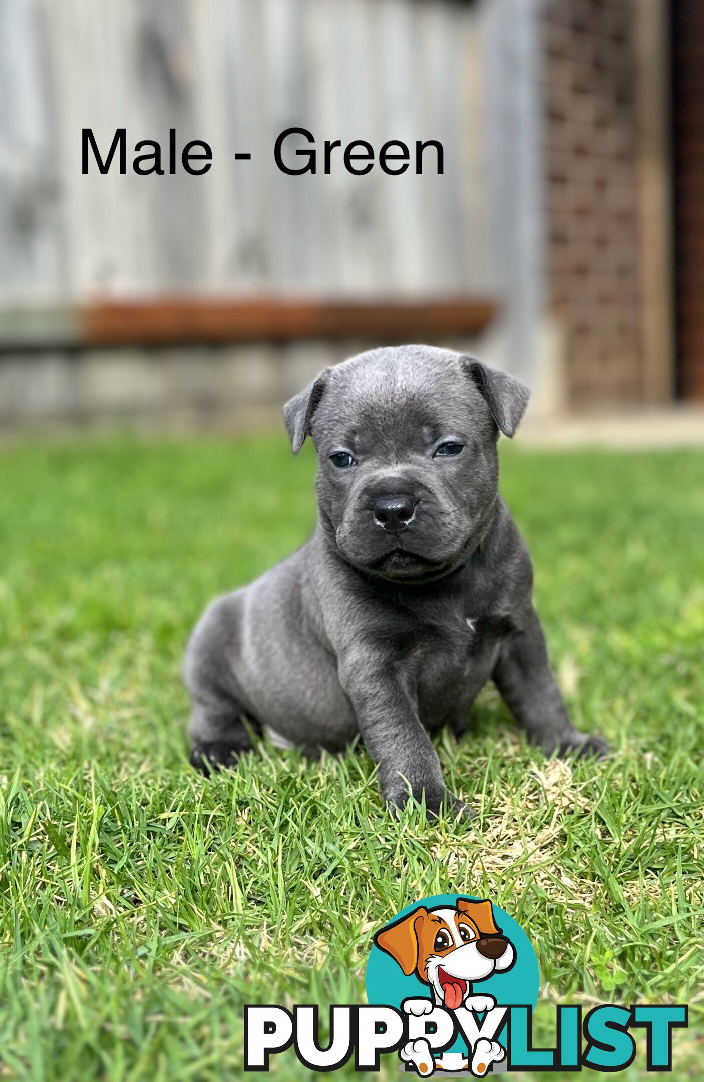 5 Blue English Staffordshire for Sale