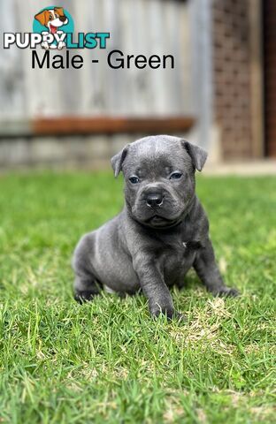 5 Blue English Staffordshire for Sale