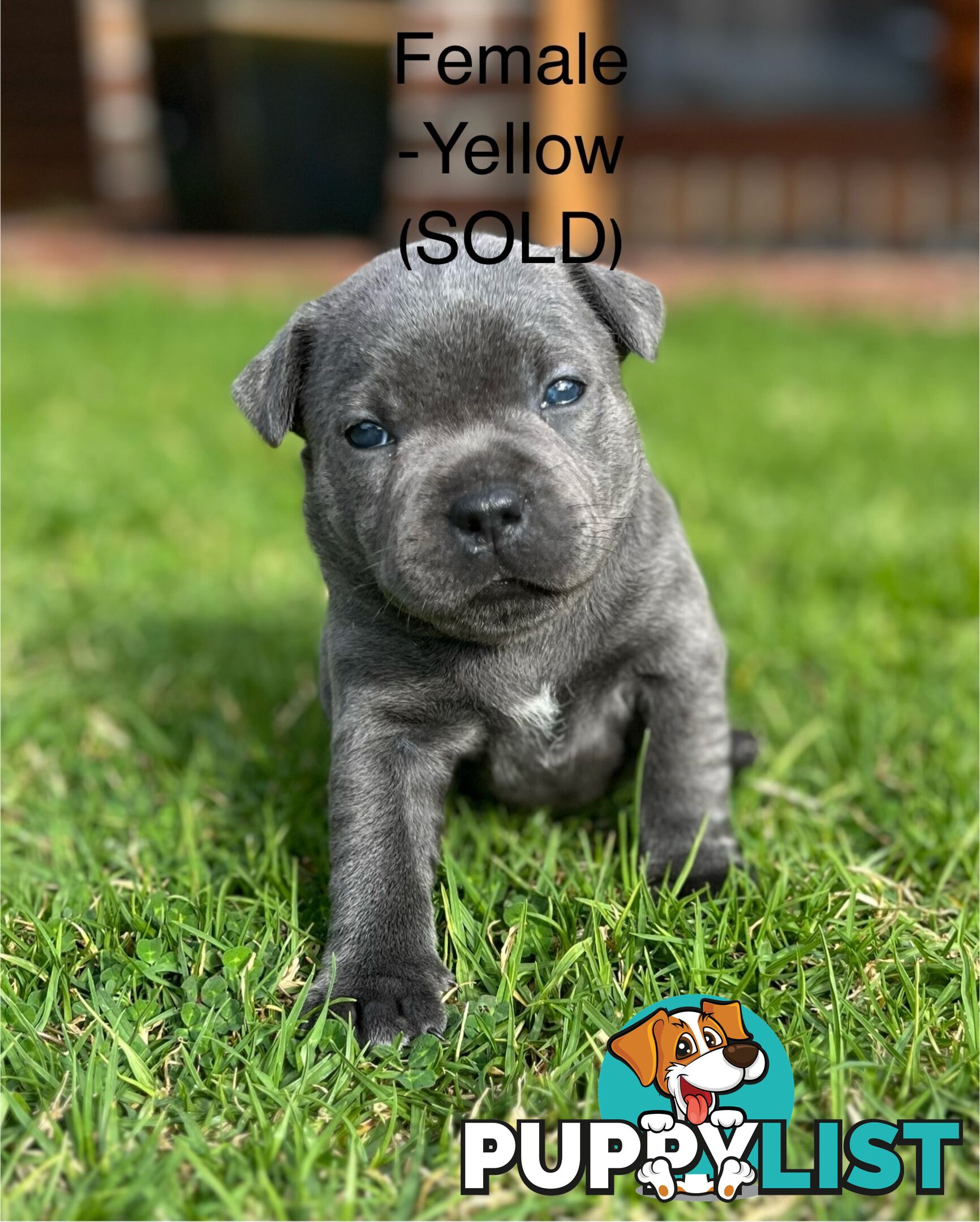 5 Blue English Staffordshire for Sale