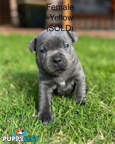 5 Blue English Staffordshire for Sale