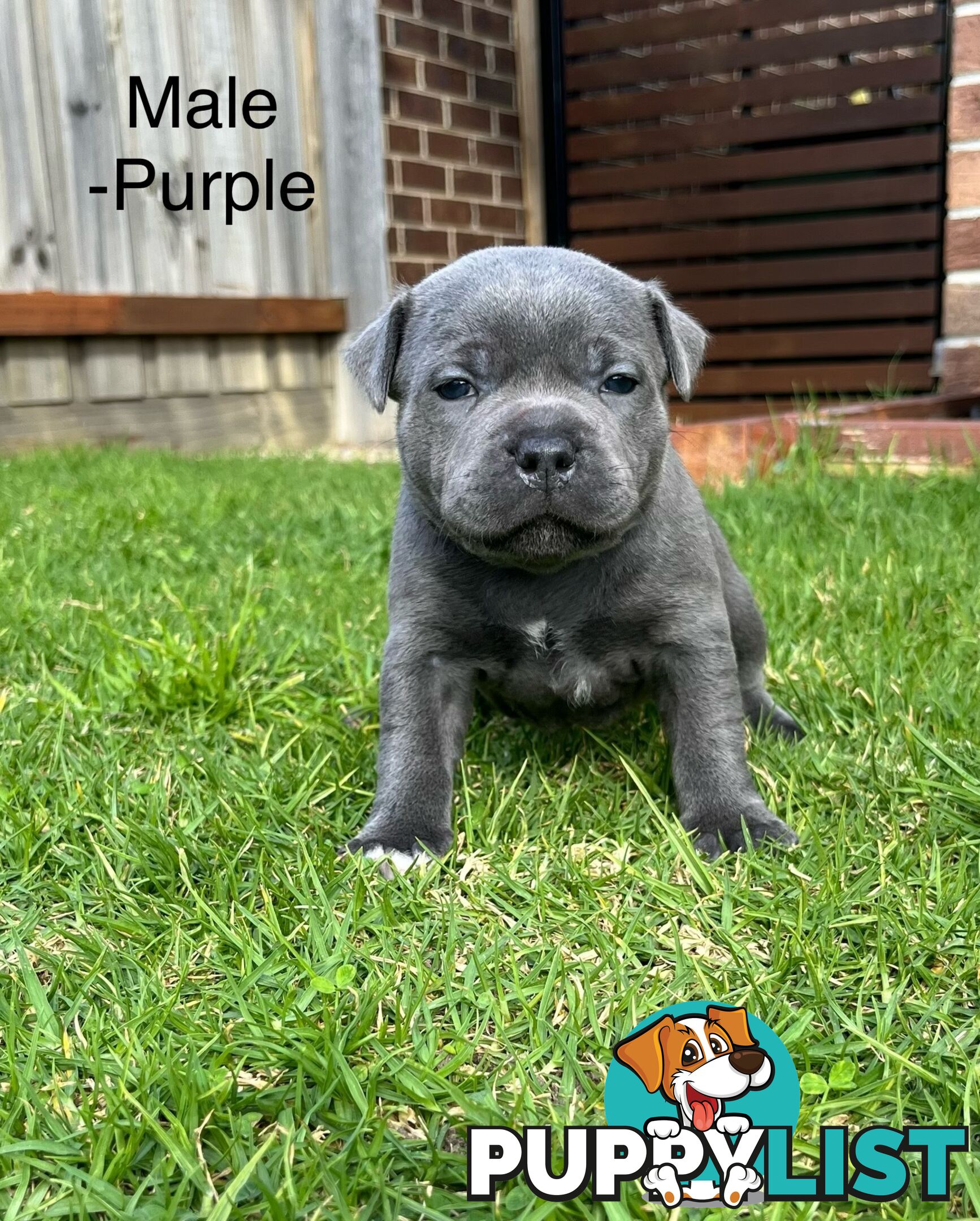 5 Blue English Staffordshire for Sale