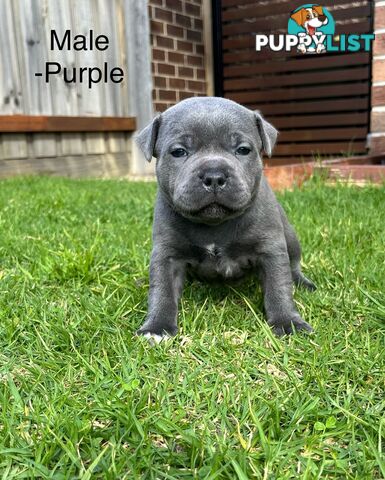 5 Blue English Staffordshire for Sale