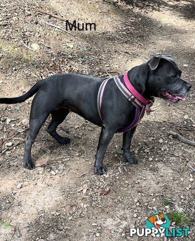 5 Blue English Staffordshire for Sale