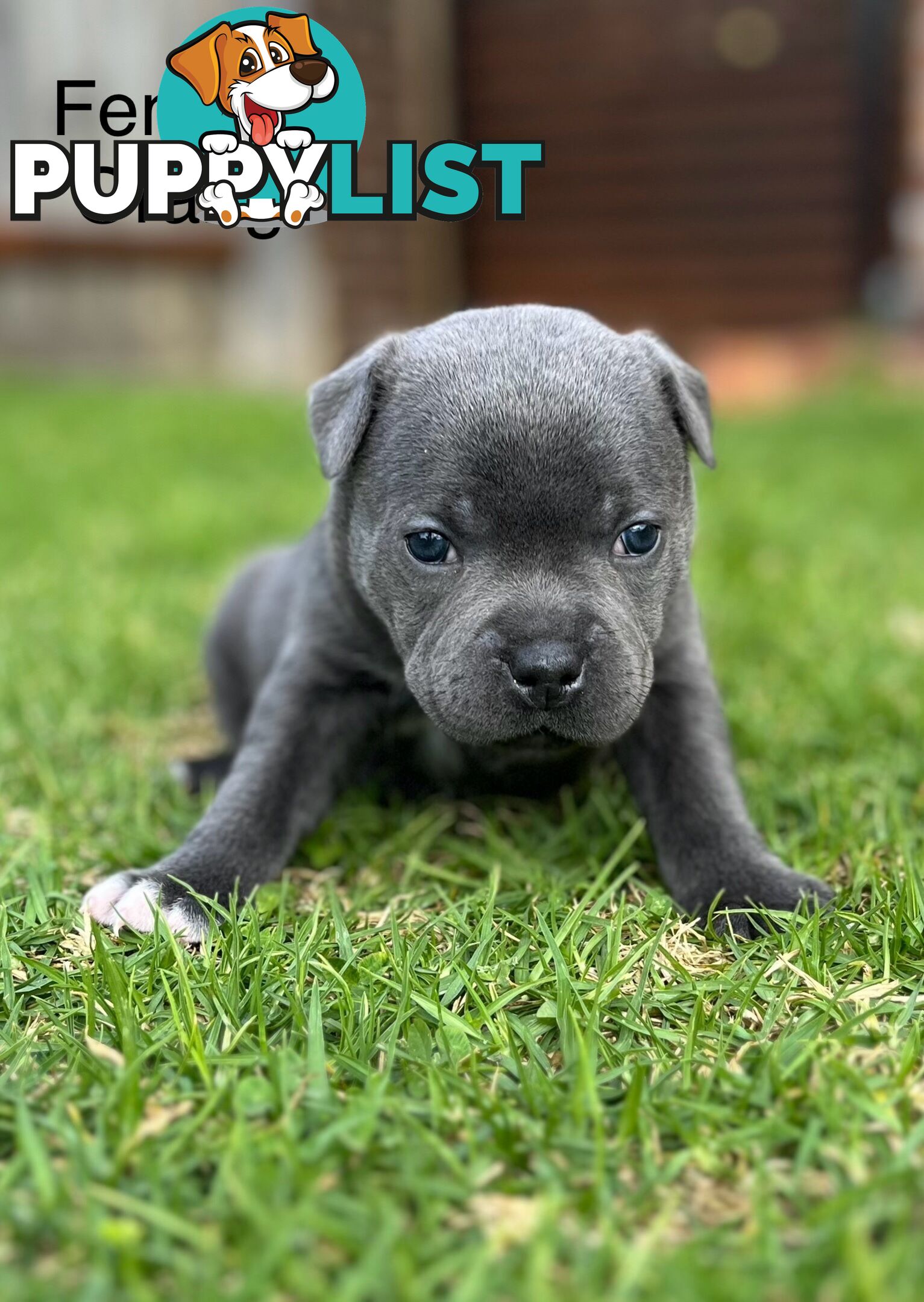 5 Blue English Staffordshire for Sale