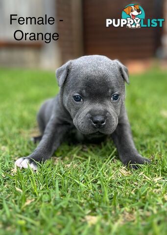 5 Blue English Staffordshire for Sale