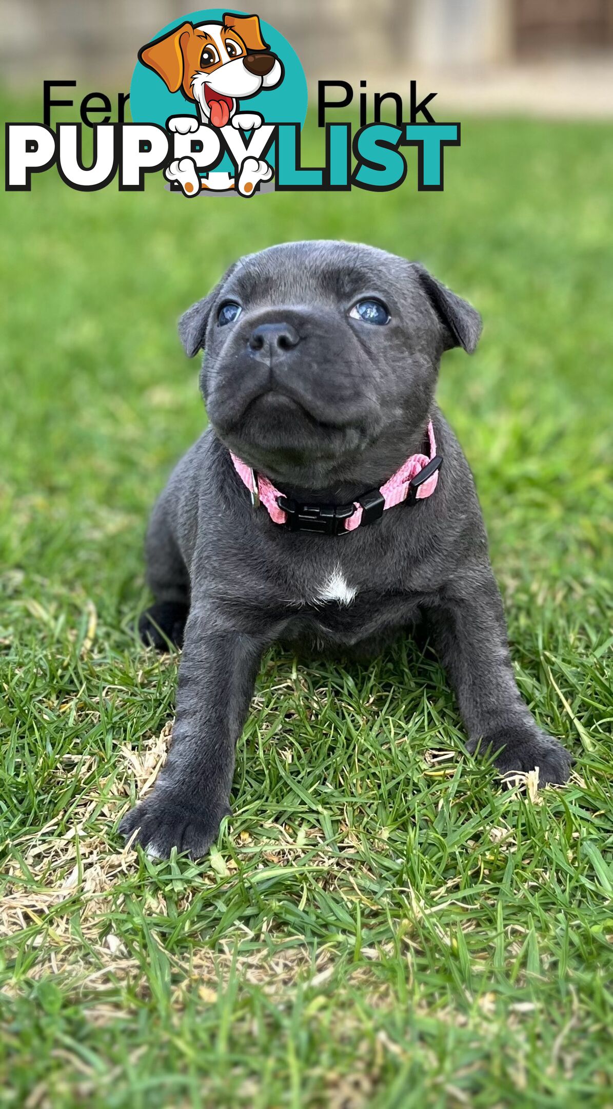 5 Blue English Staffordshire for Sale