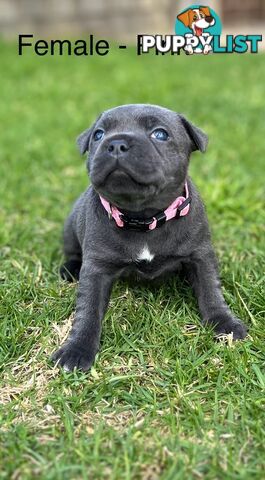 5 Blue English Staffordshire for Sale