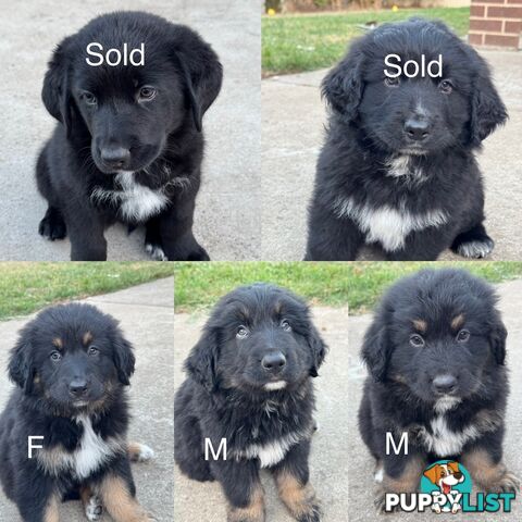 Bernese Mountain Dog Puppies