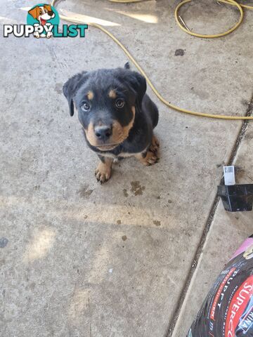 Rottweiler