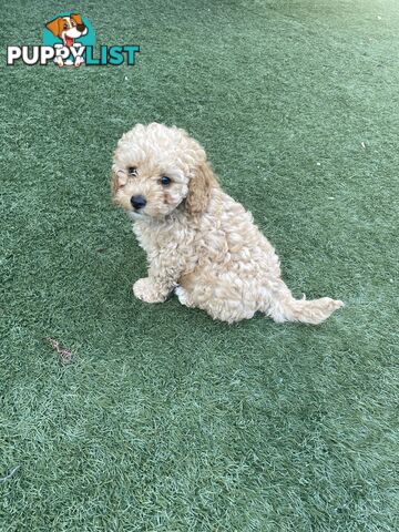 Male Puppy Purebred Toy Poodle for sale