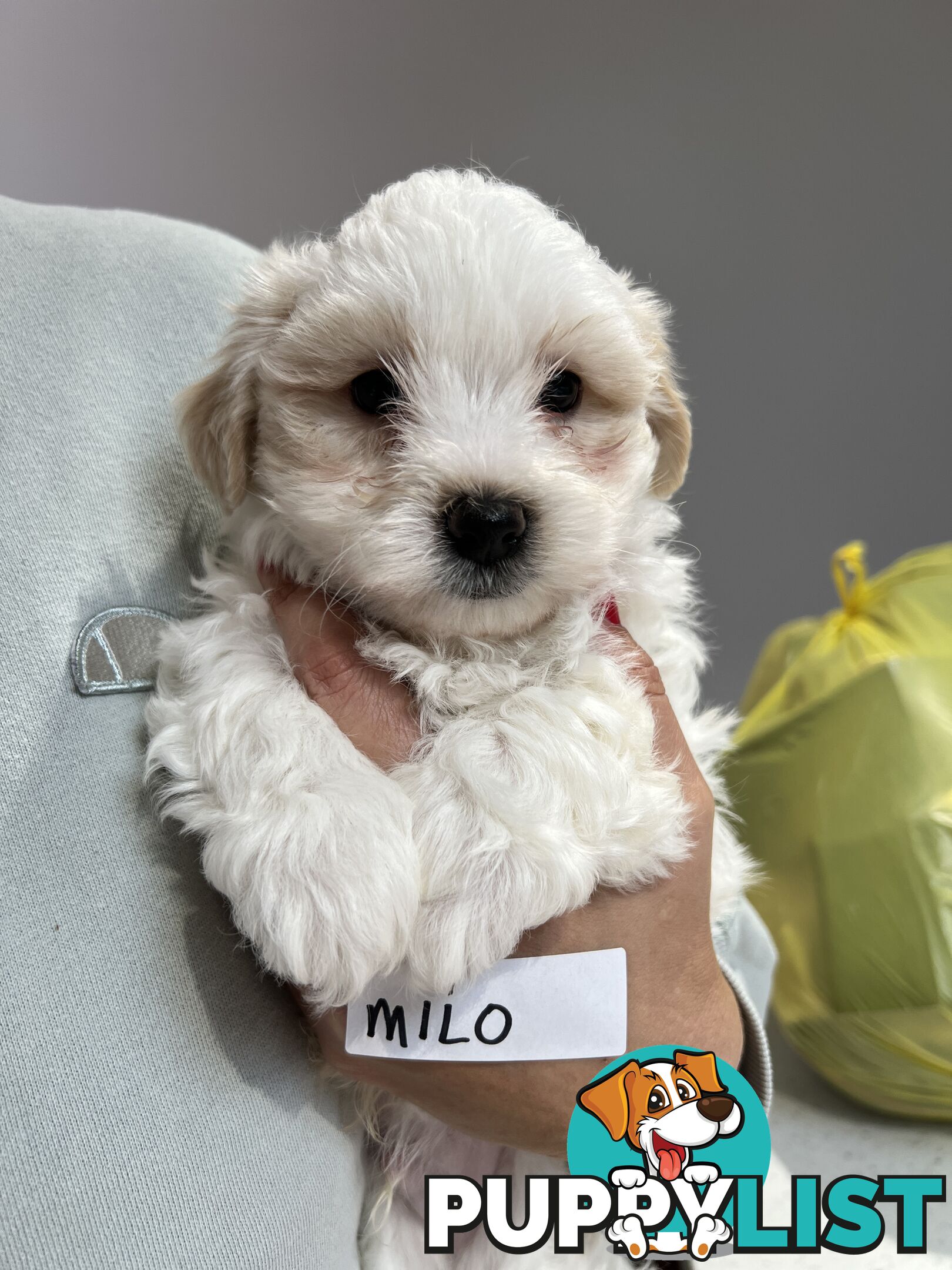 Maltese Shitzu Puppies 3 Male 3 Female