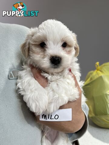 Maltese Shitzu Puppies 3 Male 3 Female