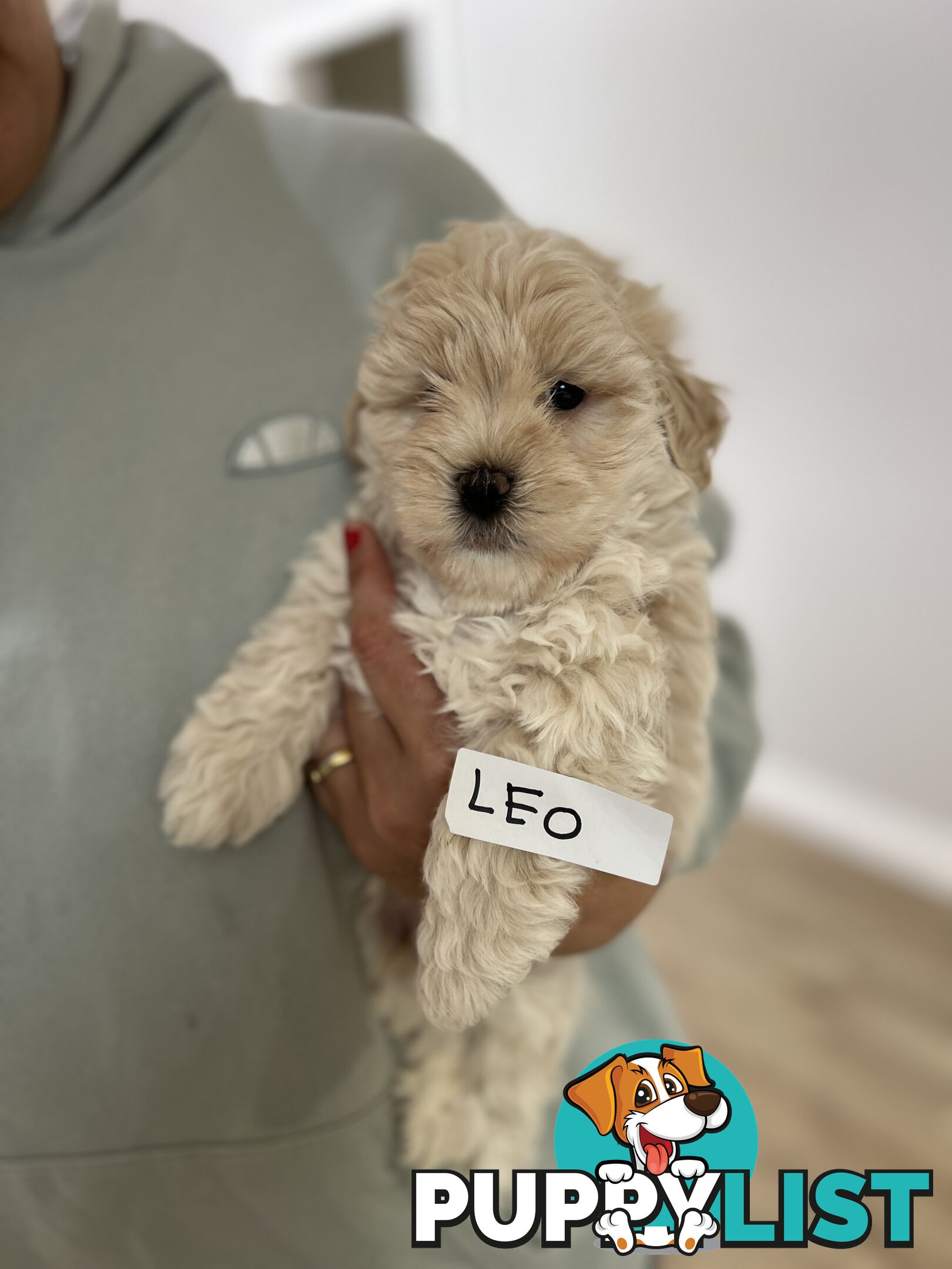 Maltese Shitzu Puppies 3 Male 3 Female