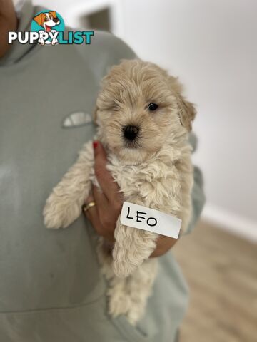 Maltese Shitzu Puppies 3 Male 3 Female