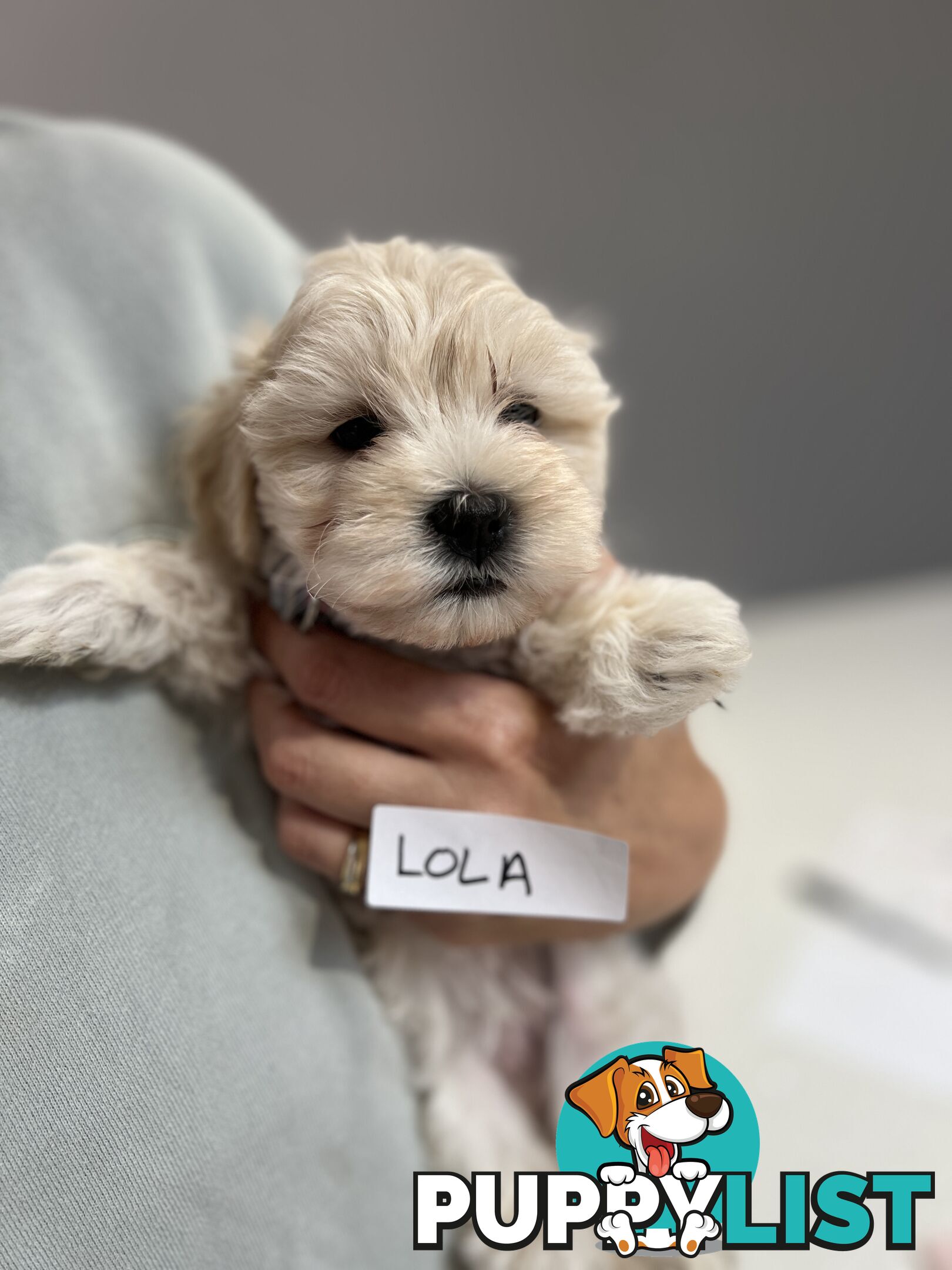 Maltese Shitzu Puppies 3 Male 3 Female