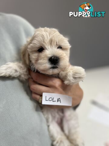 Maltese Shitzu Puppies 3 Male 3 Female