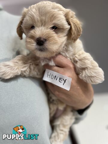 Maltese Shitzu Puppies 3 Male 3 Female