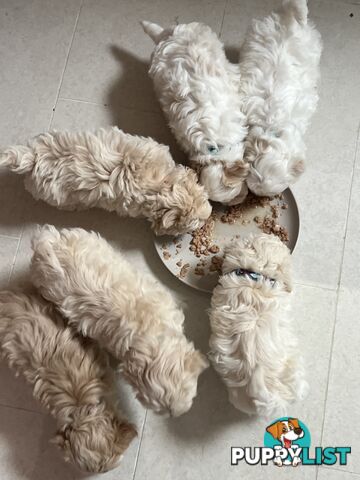 Maltese Shitzu Puppies 3 Male 3 Female