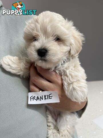 Maltese Shitzu Puppies 3 Male 3 Female