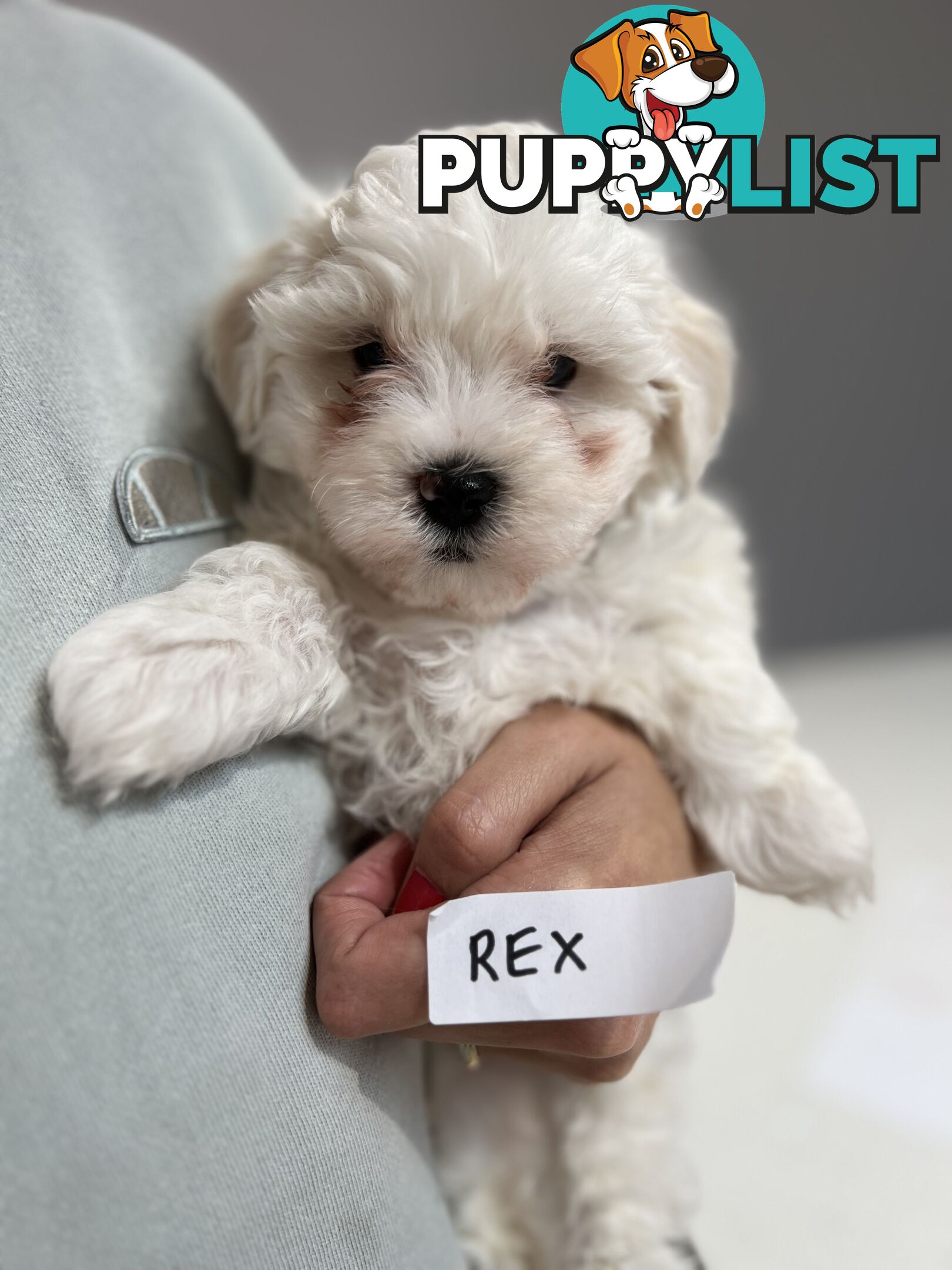 Maltese Shitzu Puppies 3 Male 3 Female