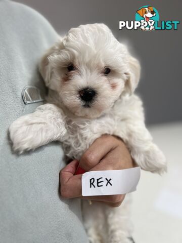 Maltese Shitzu Puppies 3 Male 3 Female