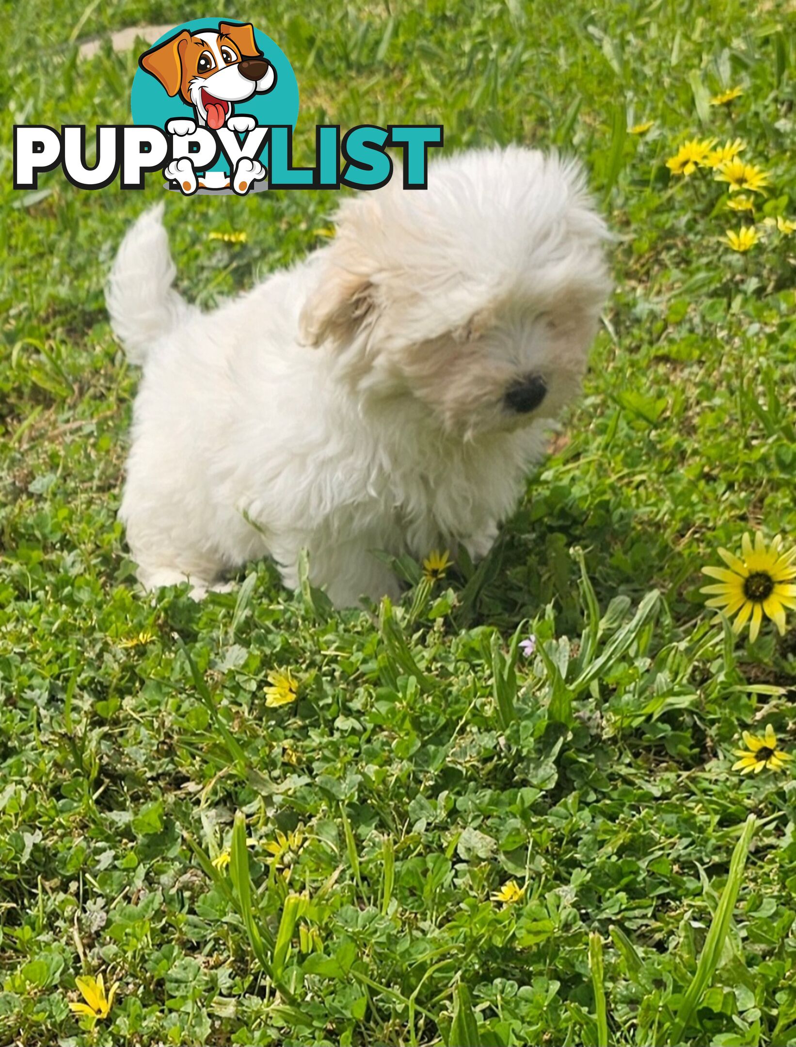 Maltese Shih Tzu