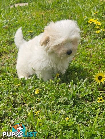 Maltese Shih Tzu