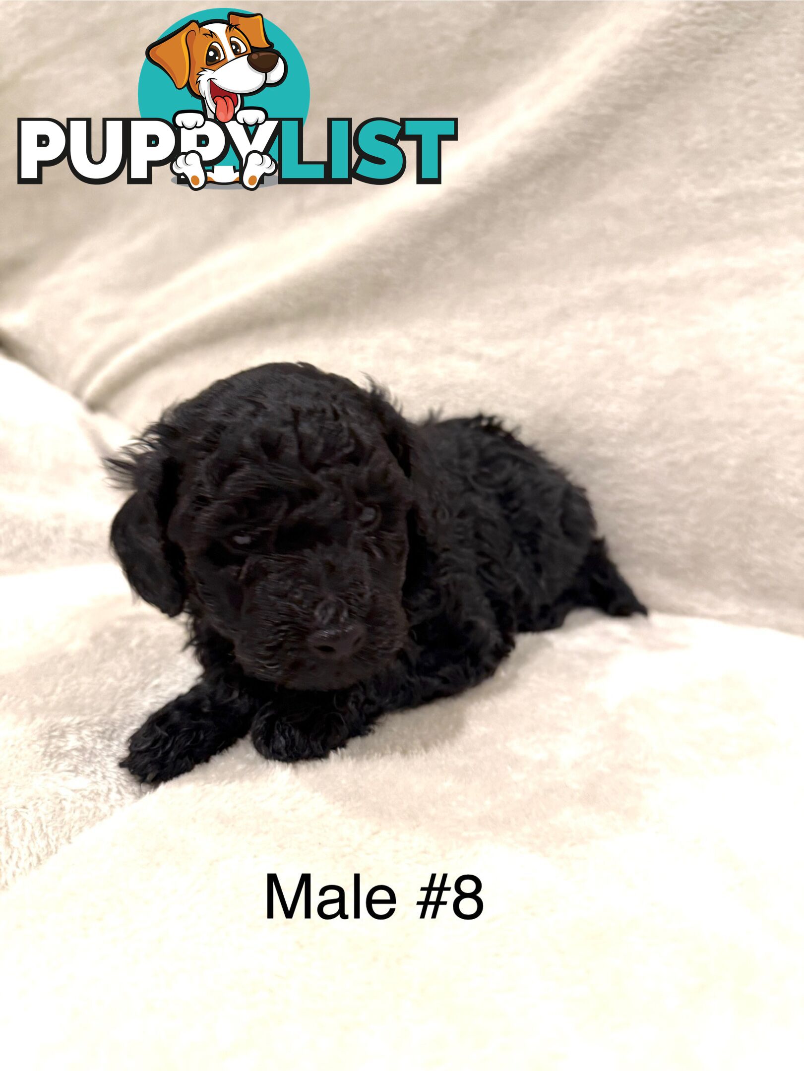 Beautiful Purebred Toy Poodle Puppies