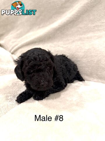 Beautiful Purebred Toy Poodle Puppies