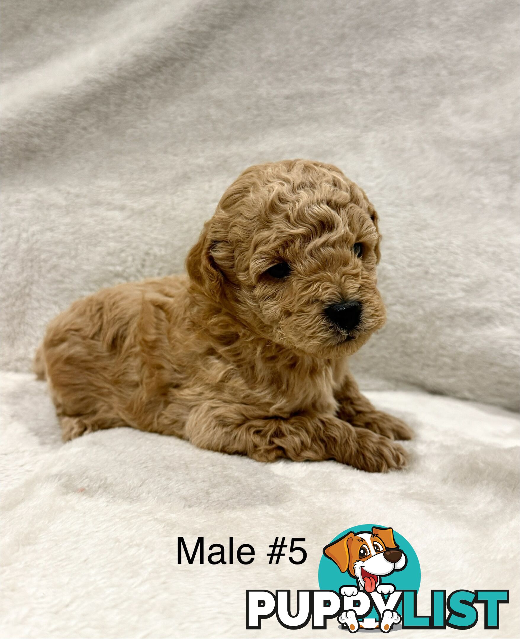 Beautiful Purebred Toy Poodle Puppies