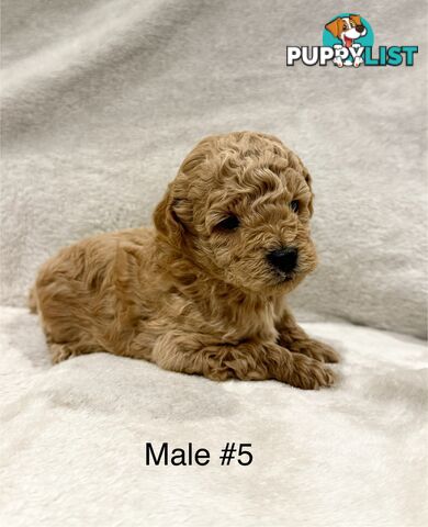 Beautiful Purebred Toy Poodle Puppies