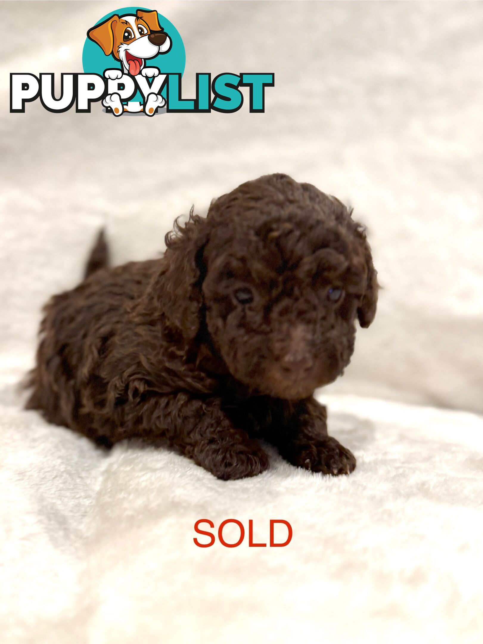 Beautiful Purebred Toy Poodle Puppies