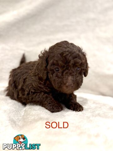 Beautiful Purebred Toy Poodle Puppies