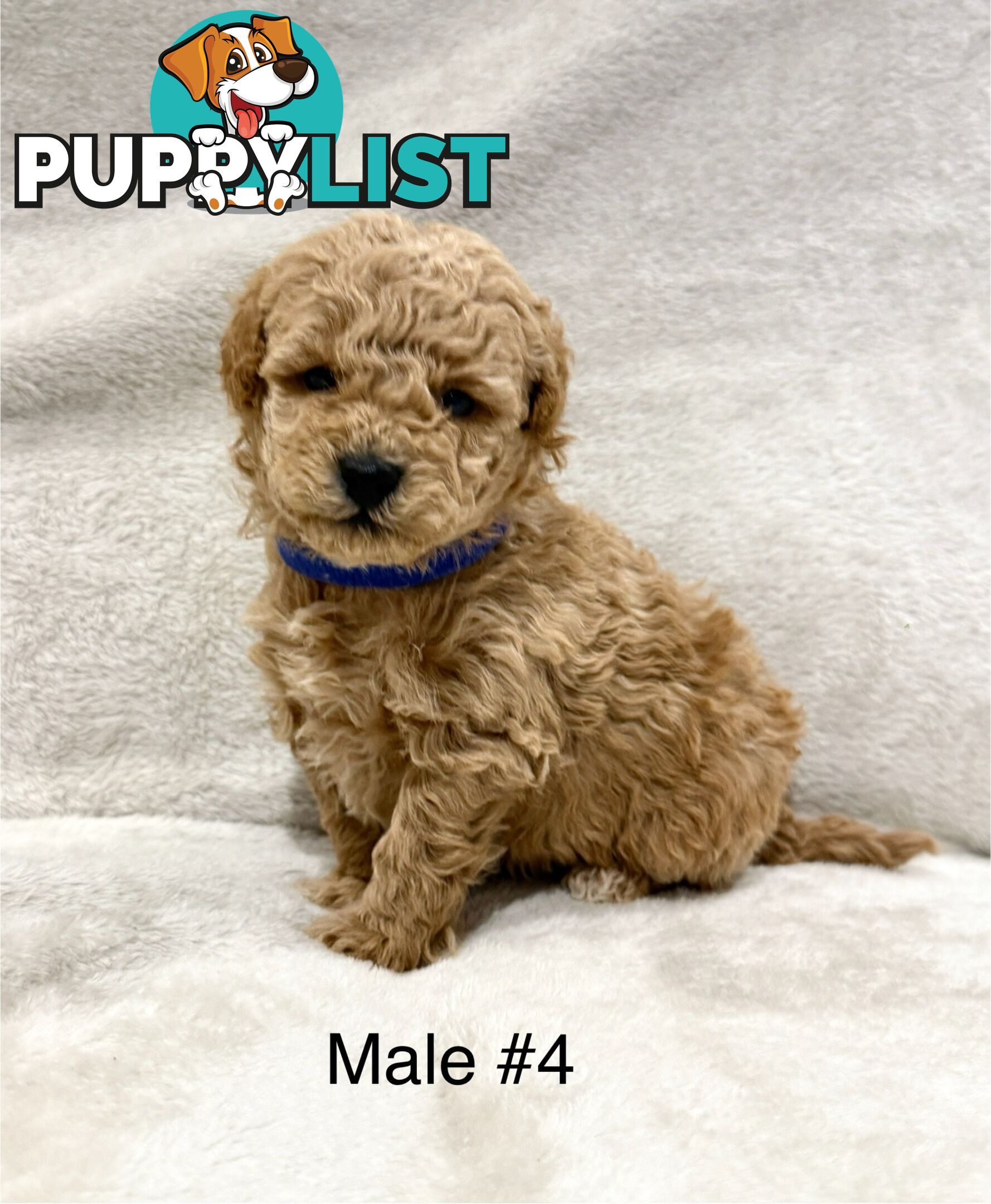 Beautiful Purebred Toy Poodle Puppies