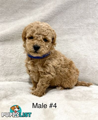 Beautiful Purebred Toy Poodle Puppies